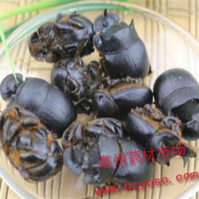 大将军_清水 蜣螂_屎壳螂