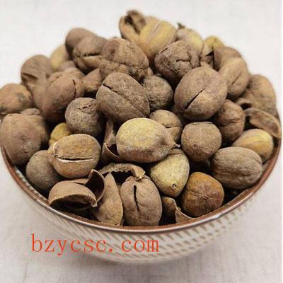 巴豆（双眼龙、大叶双眼龙、江子、猛子树、八百力、芒子Croton tiglium  ）
